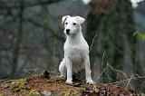 PARSON RUSSEL TERRIER 210